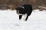 BORDER COLLIE 1170